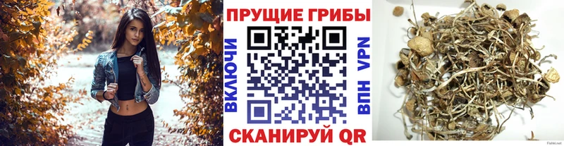 Галлюциногенные грибы Psilocybe  Магнитогорск 